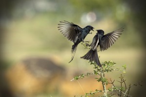 ? The Drongo Love ? Happy Valentine's Day ?
