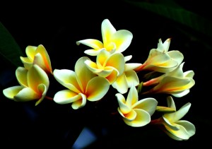 Frangipani(cropped)