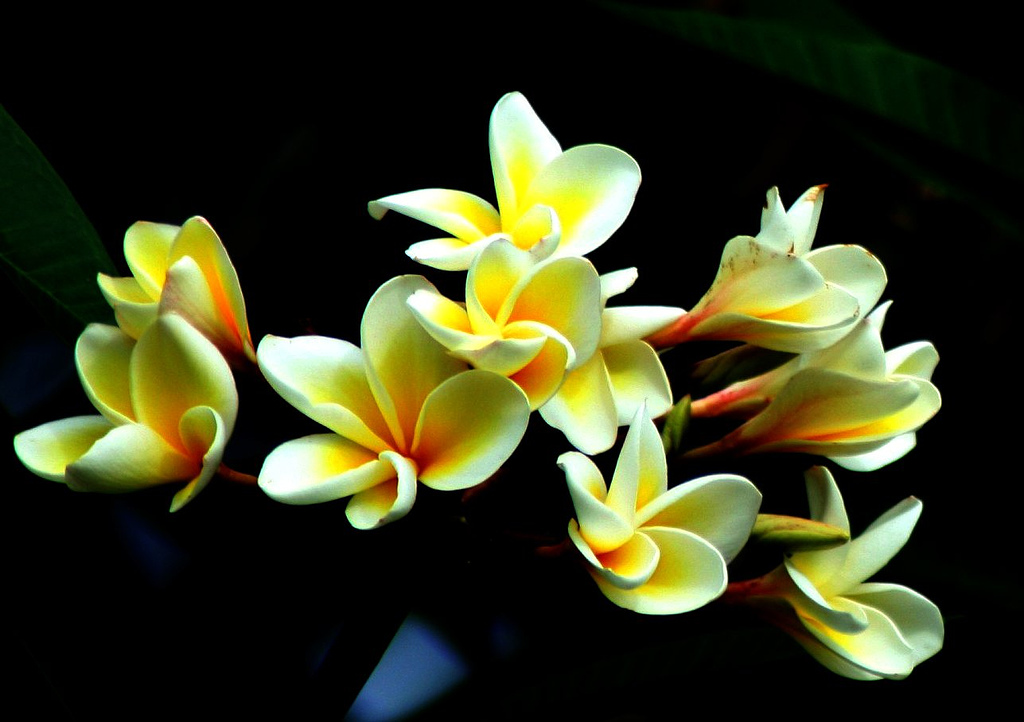 ¿FLORES O ESPADAS?, por Pema Chödron