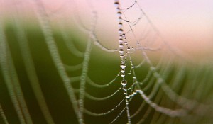 String of pearls