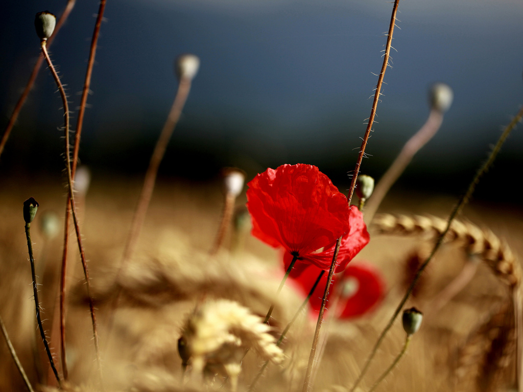 OLVIDE TODO, por Sri Ranjit Maharaj