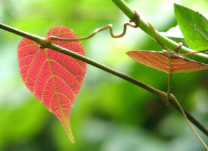 Fresh Monsoon Colors