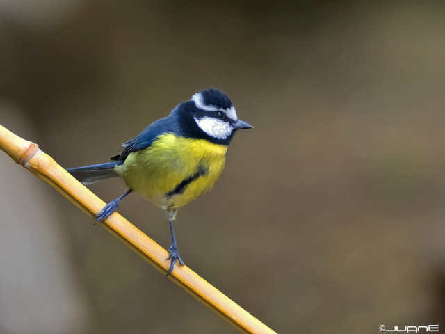 Herrerillo canario - Cyanistes teneriffae hedwigii