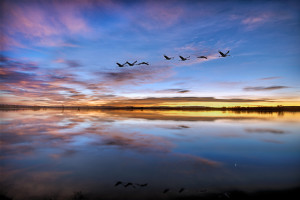 Pre-dawn twilight at Bosque del Apache