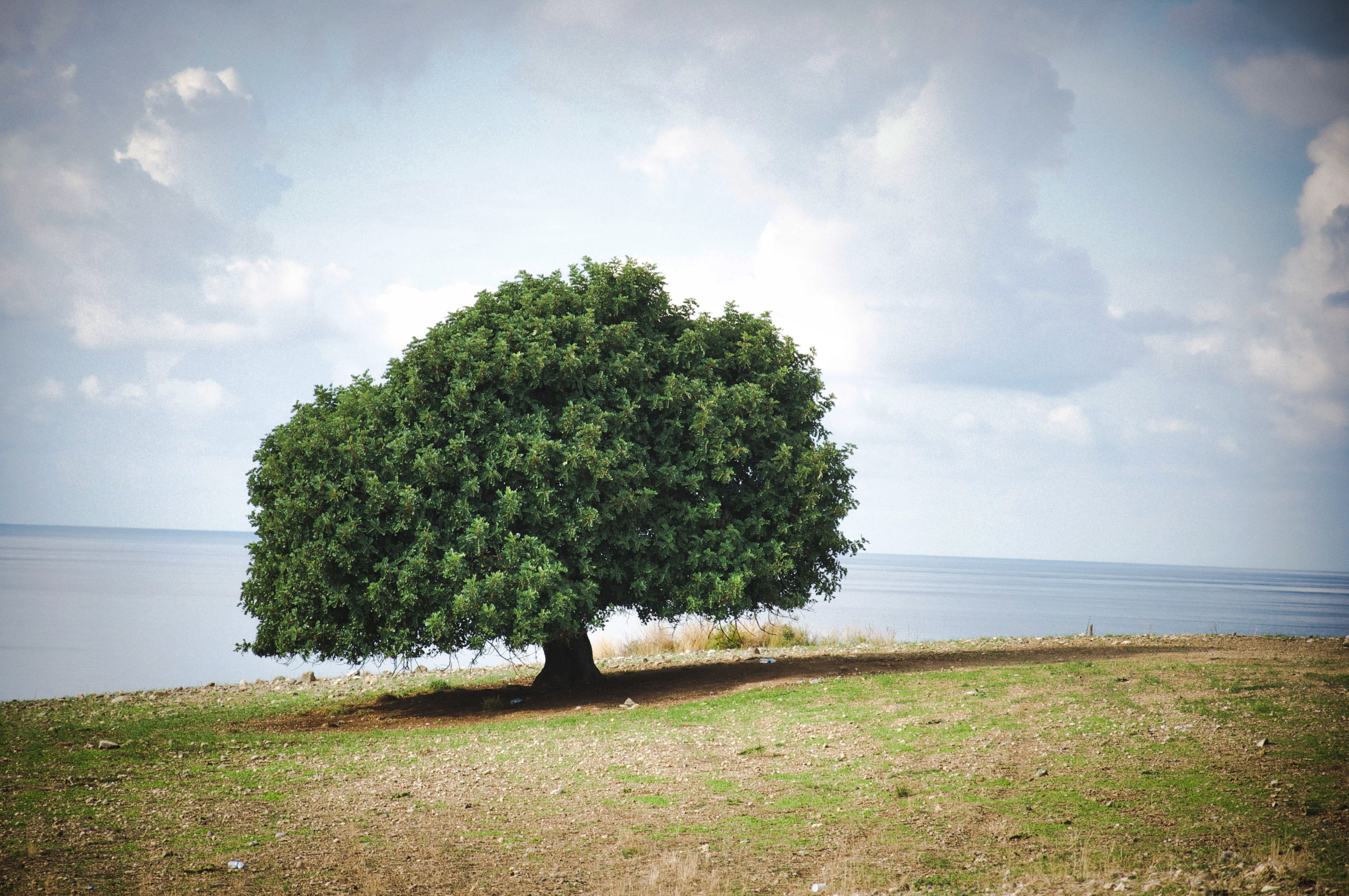 green tree near body of water during daytime